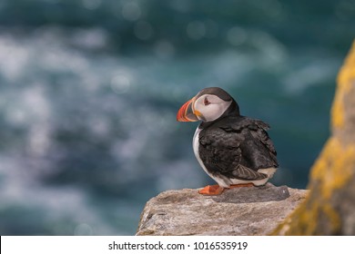 Close-up of a puffin, Atlantic Puffin, Puffin, Fratercula artica, artic black and white cute bird with red bill sitting on the rock, Sea bird from Iceland. Cute bird on the rock cliff