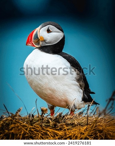 Close-Up of a Puffin Bird on Coastal Cliff Against Blue Sky
A Colorful and Detailed Portrait of a Puffin with a Bright Orange Beak
Puffin and Sky: A Contrast of Colors