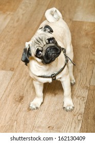 Close-up of Pug