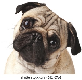 Close-up of Pug - Powered by Shutterstock