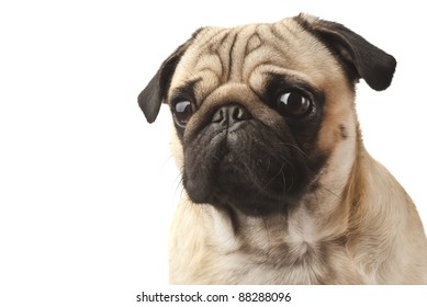 Portrait Sad Pug Puppy Dog Isolated Stock Photo (Edit Now) 1930469072