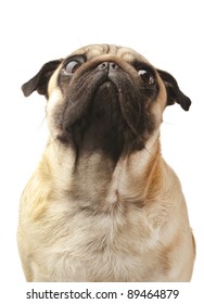 Close-up of Pug