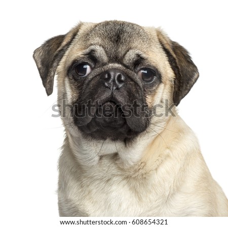Close-up of a Pug, 7 months old, isolated on white