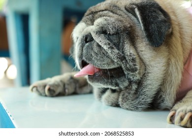 Close-up Pug, Fat Dog, Brown Hair, Sleepy Mood, Funny Face, Cute, Selectable Focus The Concept Of Sick Dog