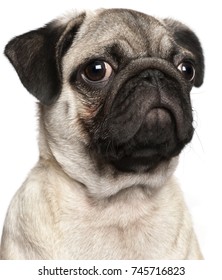 58,872 White pug Images, Stock Photos & Vectors | Shutterstock