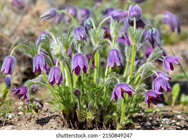 A Close-up With Pulsatilla Grandis Flowers