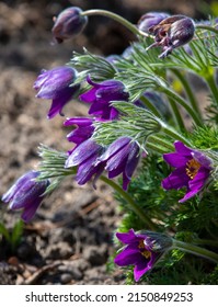 A Close-up With Pulsatilla Grandis Flowers