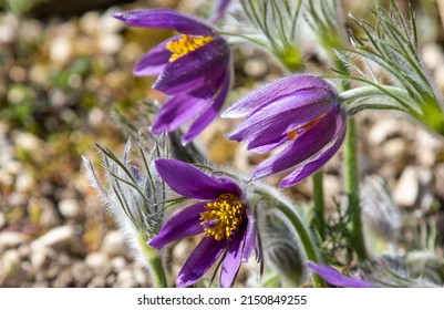 A Close-up With Pulsatilla Grandis Flowers