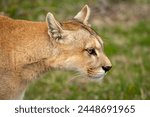 Close-up of puma standing on scrubland staring