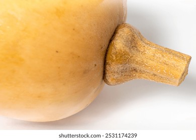 Close-up of a pumpkin stem showing intricate textures and natural details, highlighting the earthy tones of the dried peduncle against a soft, blurred background. - Powered by Shutterstock