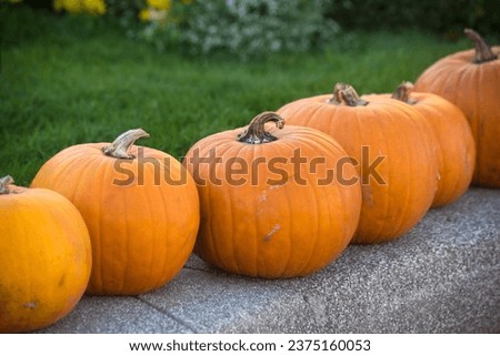 Closeup of pumpkins alignment in a pubic garden