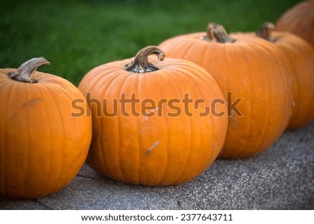 Closeup of pumpkins alignment in a pubic garden