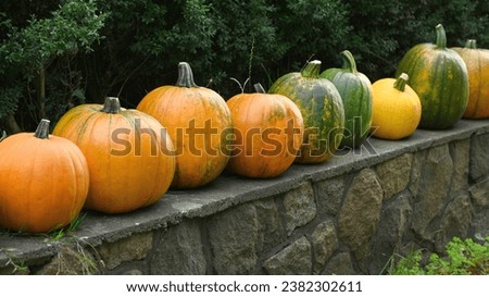 Close-up of pumpkins lying next to each other on a stone wall as decoration and glowing in autumn colors