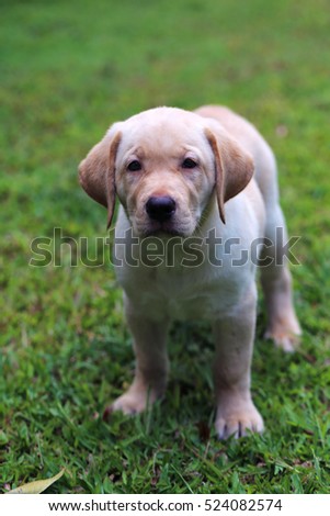 Similar – Small, blond Labrador puppy sits on a lawn in the grass and looks into the distance