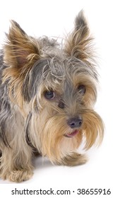 closeup of a purebred dog (Yorkshire terrier) isolated on white - Shutterstock ID 38655916