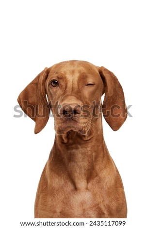 Close-Up of purebred Hungarian Vizsla dog winks against white studio background. Playfully winking cute pet face. Funny muzzle. Concept of pet lovers, animal life, grooming and veterinary. Copy space