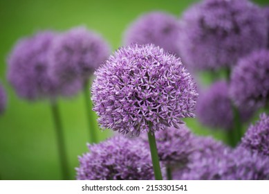 11,609 Allium field Images, Stock Photos & Vectors | Shutterstock