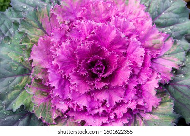 closeup purple cabbage ornamental blooming
