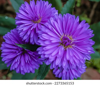 Closeup purple chinese aster flowers