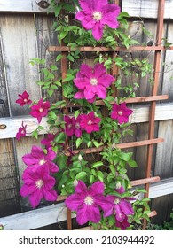 Closeup Of Purple Clematis On Trellis