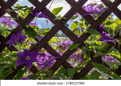 Closeup of purple climbing clematis flowers (Clematis viticella) with green leaves on wooden fence in the garden. - Powered by Shutterstock