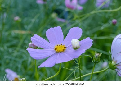 Close-up of a purple cosmos flower in full bloom - Powered by Shutterstock