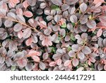 Closeup Purple Daydream Dwarf Loropetalum leaves background. Natural foliage textured pattern