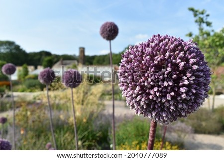 Close-up of a purple Echinop - Globe Thistle - with the Mediterranean walled garden of the RHS Garden Bridgewater in soft-focus in the background.