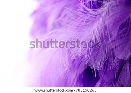Closeup purple feather ,Multicolored feathers ,background texture, abstract
