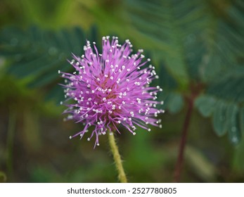 Close-up of a purple flower with slender petals tipped with dewdrops, against a blurred green background - Powered by Shutterstock