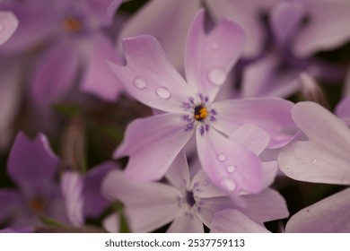 Closeup of purple flower with water droplets on it  - Powered by Shutterstock