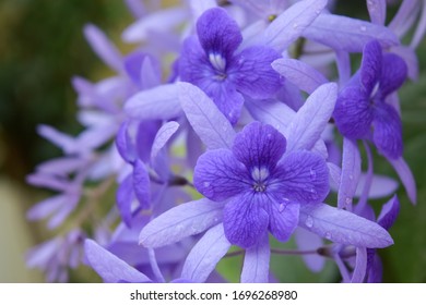 Close-up purple flowers Blooming Petrea volubilis L. Purple flower of indigo flowers very beautiful long bunch on summer time.  - Shutterstock ID 1696268980