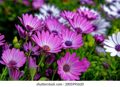 8,377 Green stalk daisy Images, Stock Photos & Vectors | Shutterstock