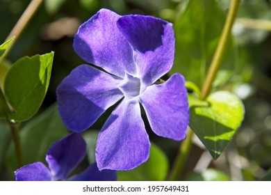 A Closeup Of Purple Greater Periwinkle