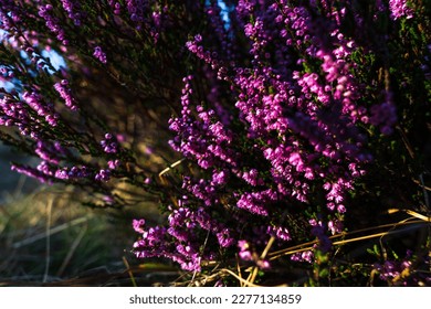 Close-up of a purple heath plant in the Lüneburger Heide.