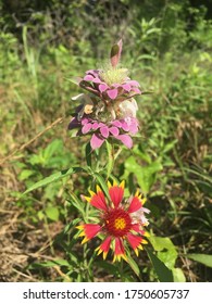 Closeup Of Purple Horsemint In Wylie Texas