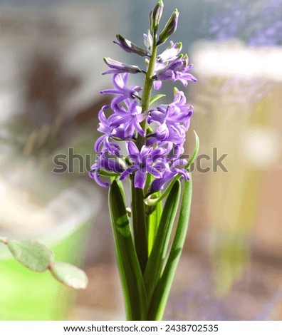 A close-up of a purple Hyacinth flower blooming on a window sill