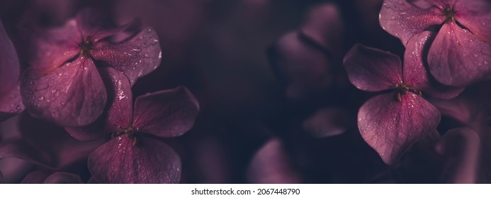 Closeup Of Purple Hyrangea Flower With Water Drops In Garden. Macro Dark Pink Hortensia With Bokeh Background Wallpaper. Classy Bridal And Valentine Decor Bouquet.