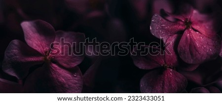 Closeup of purple hyrangea flower with water drops in garden. Macro dark pink hortensia with bokeh background wallpaper. Classy bridal and valentine decor bouquet.