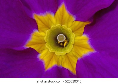 Close-up Purple Ipomaea With Yellow Heart