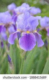 Closeup of a purple Iris