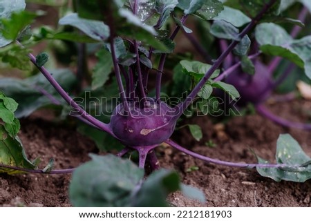 Close-up of purple kohlrabi growing in the garden.