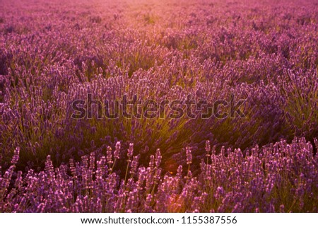 Similar – Field of lavender | it smells like … the Provence