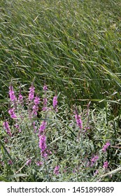 Closeup Of Purple Loosestrife At The Russell W. Peterson Wildlife Refuge In Wilmington, Delaware