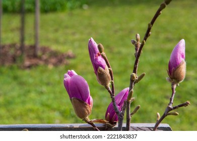 91 imágenes de Japanese white bark magnolia - Imágenes, fotos y vectores de  stock | Shutterstock