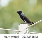 A close-up of a purple martin perched on a metal post with a green background. Dover, Tennessee