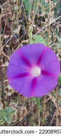 Closeup Of Purple Morning Glory Vine