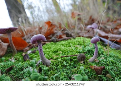 Close-up of purple mushrooms Laccaria amethystina growing on a mossy forest floor with fallen leaves. - Powered by Shutterstock