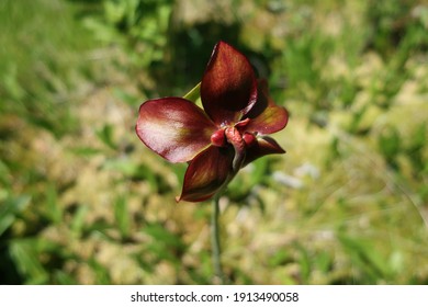 Closeup Of Purple Pitcher Plant.