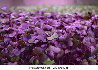 Closeup of purple rambo radish microgreens growing